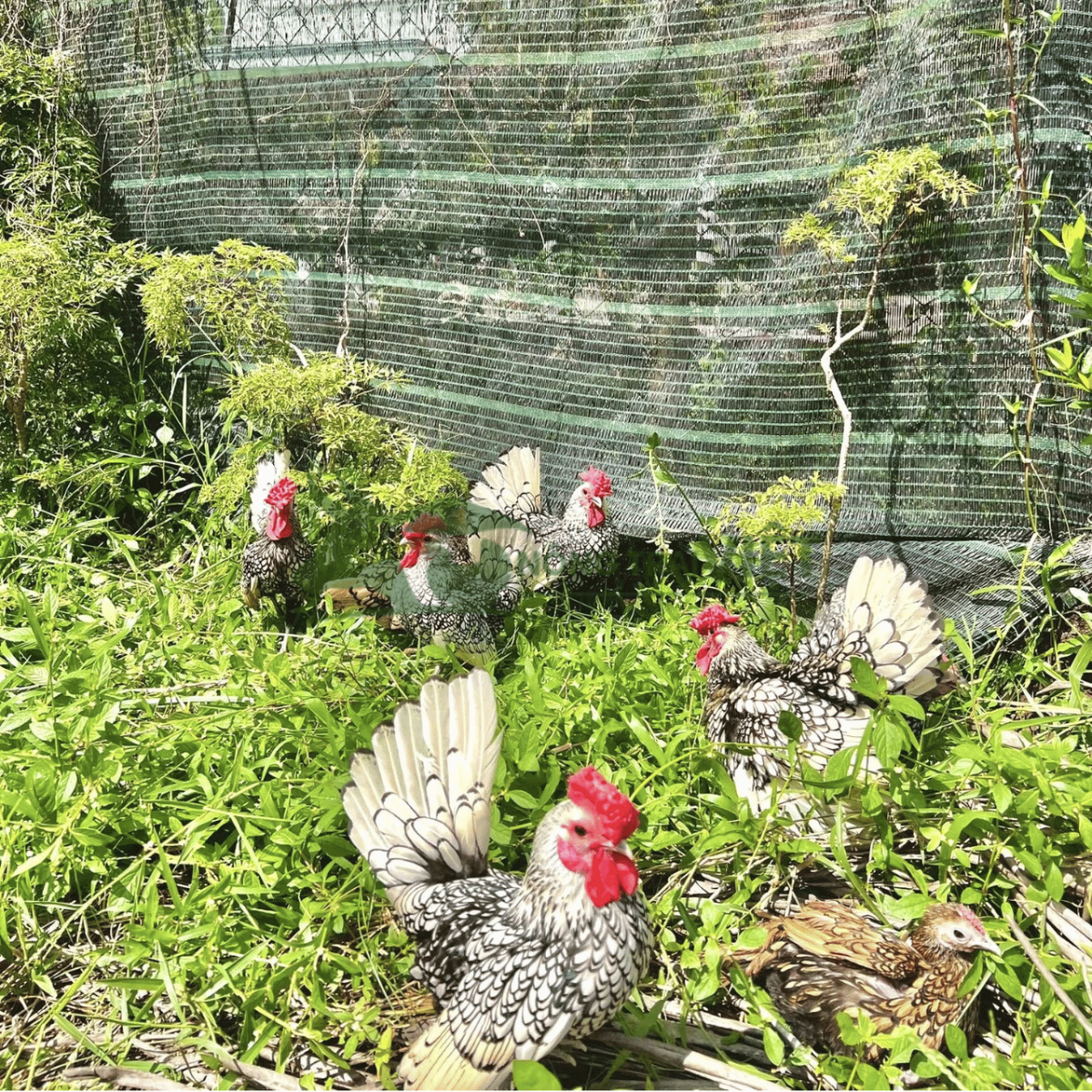 Tư vấn quy trình chăn nuôi và huấn luyện gà Serama giống nghệ thuật tại Nông Trại Việt