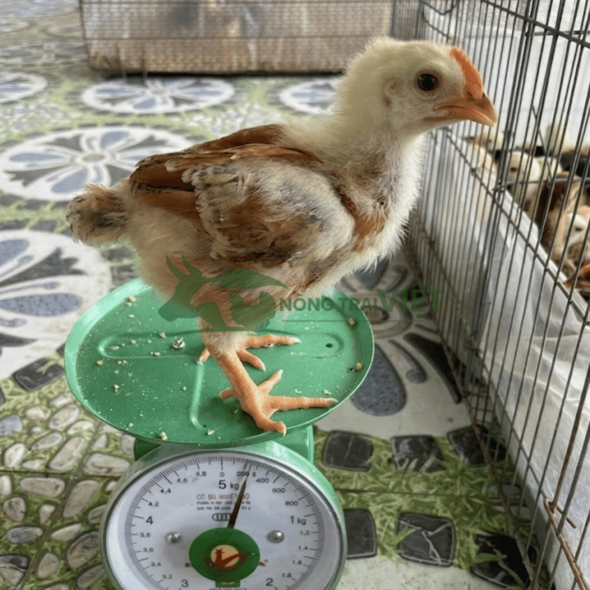Gà ta lai nòi thương phẩm thịt săn chắc da dày