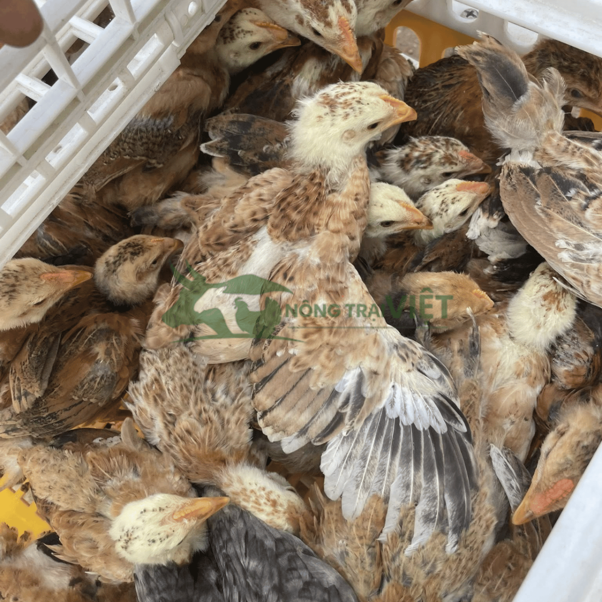 Gà ta lai nòi giống khỏe mạnh khung vạm vỡ tại Bình Thới