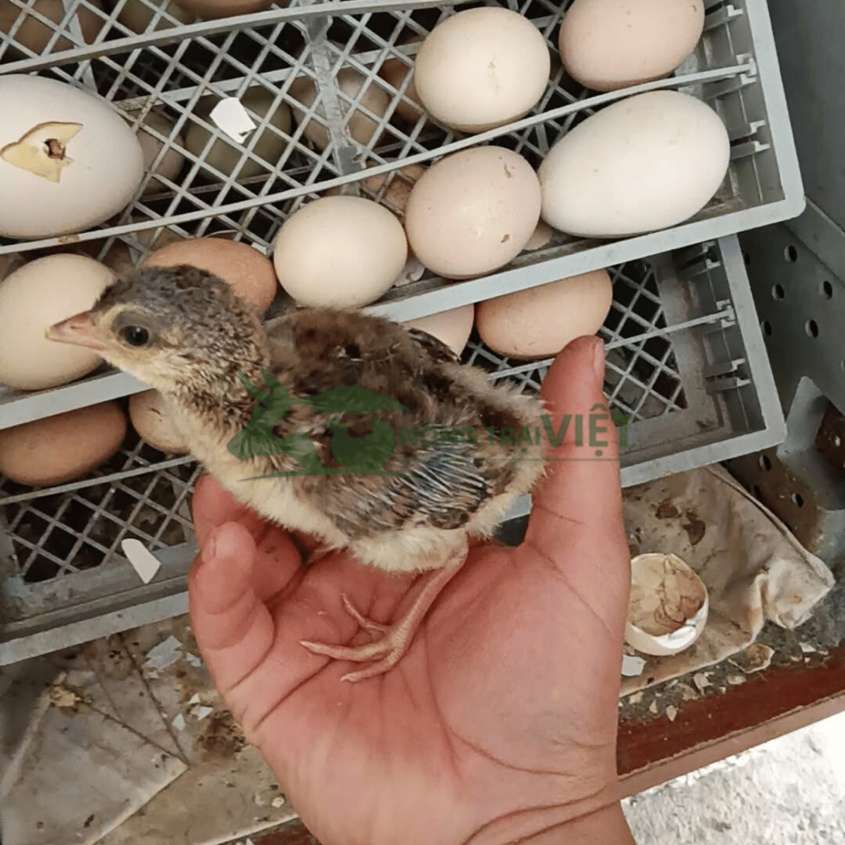 Gà Tây giống khung đại khỏe mạnh bứt phá trọng lượng tại Bình Đông