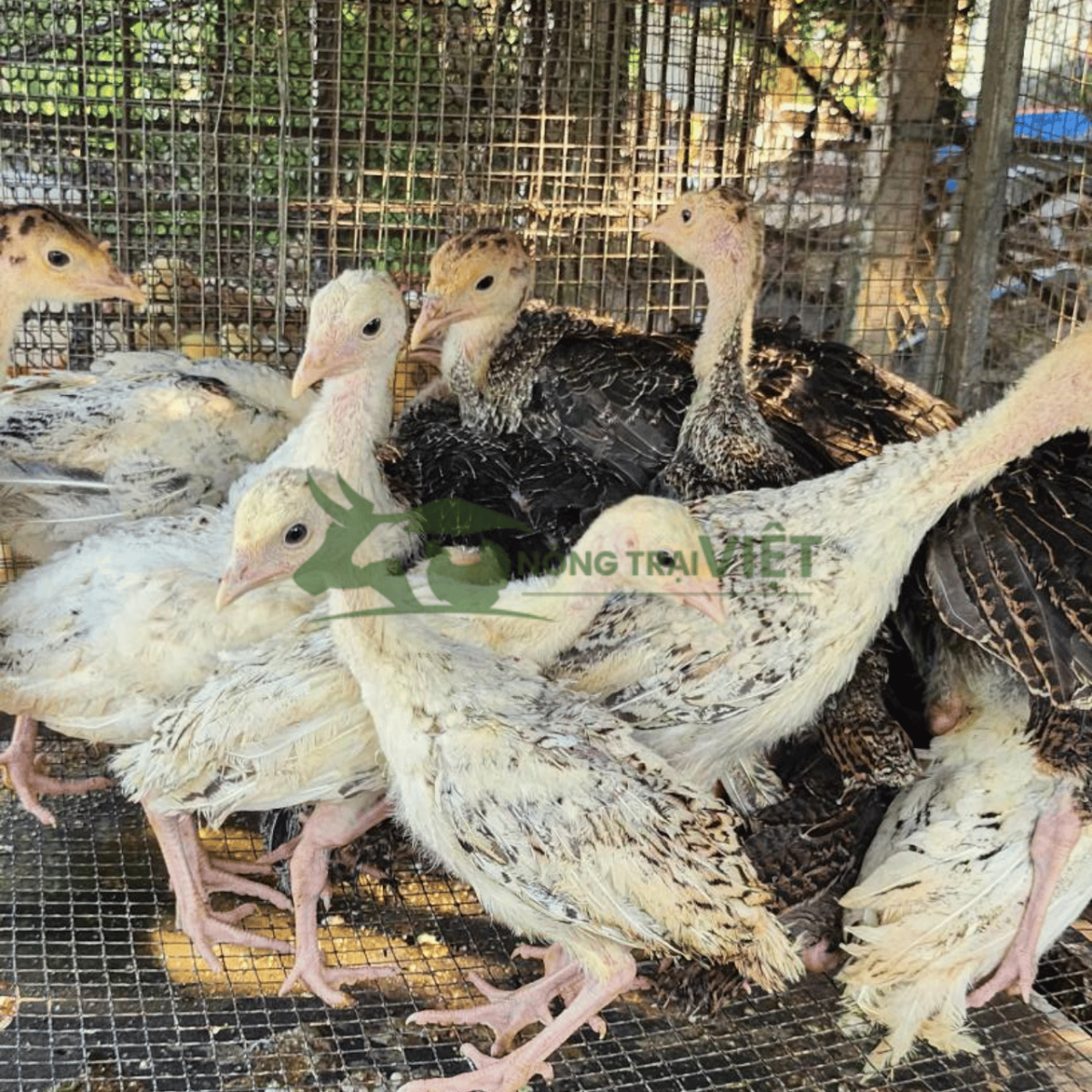 Gà Tây giống khổng lồ khỏe mạnh tại Bình Thới