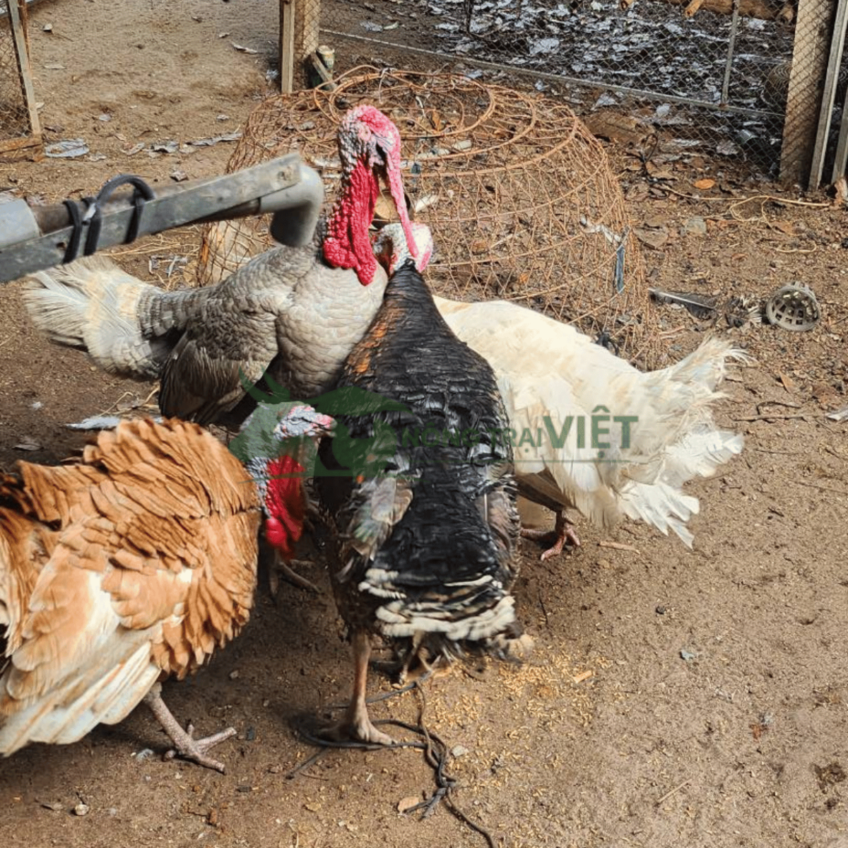 Đặc điểm nhận diện gà Tây giống chuẩn tại Bình Đông