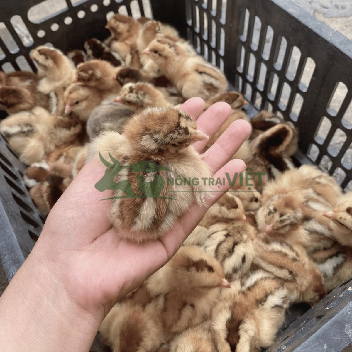 Gà lai chọi sọc giống khỏe mạnh khung vạm vỡ tại Hòa Bình