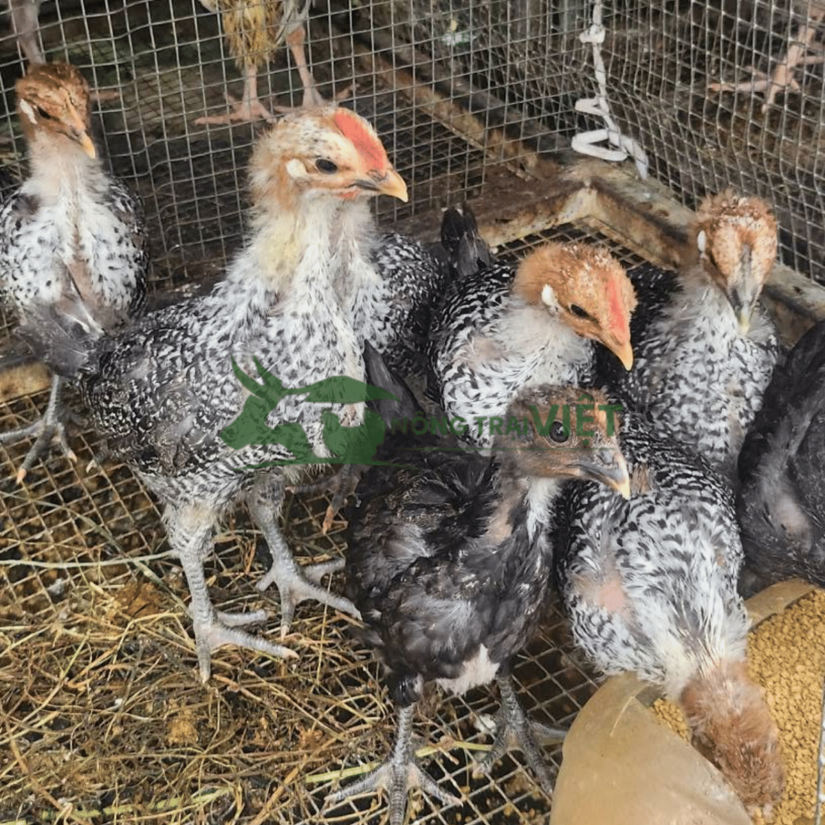 Trang trại gần khu dân cư có hàng cây xanh và khu chuồng bố trí gọn gàng