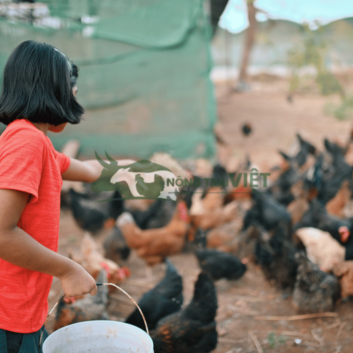 Trộn men vi sinh với cám gạo để làm đệm lót chuồng trại