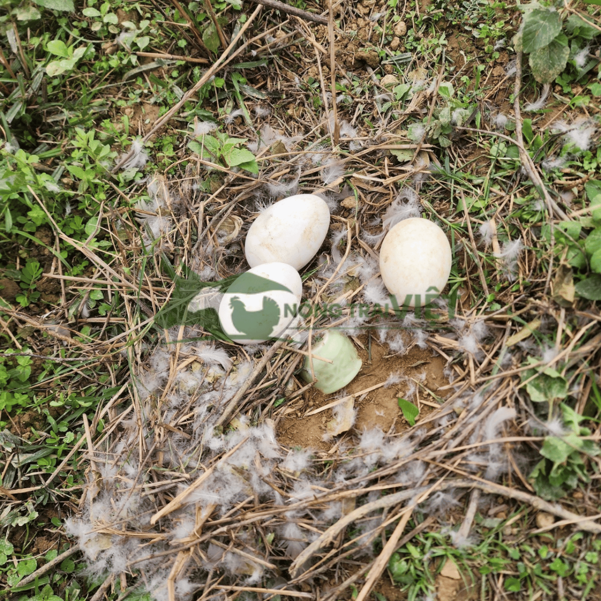 Trứng gà Ai Cập vằn lòng đỏ to, tỷ lệ đẻ cao tại Nông Trại Việt