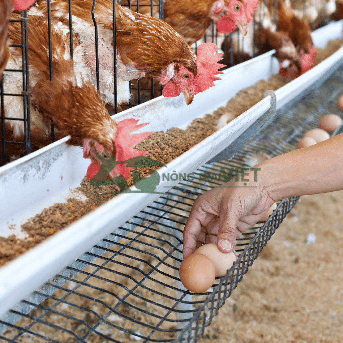 Truy xuất nguồn gốc thịt gà và trứng gia cầm trong chuỗi cung ứng