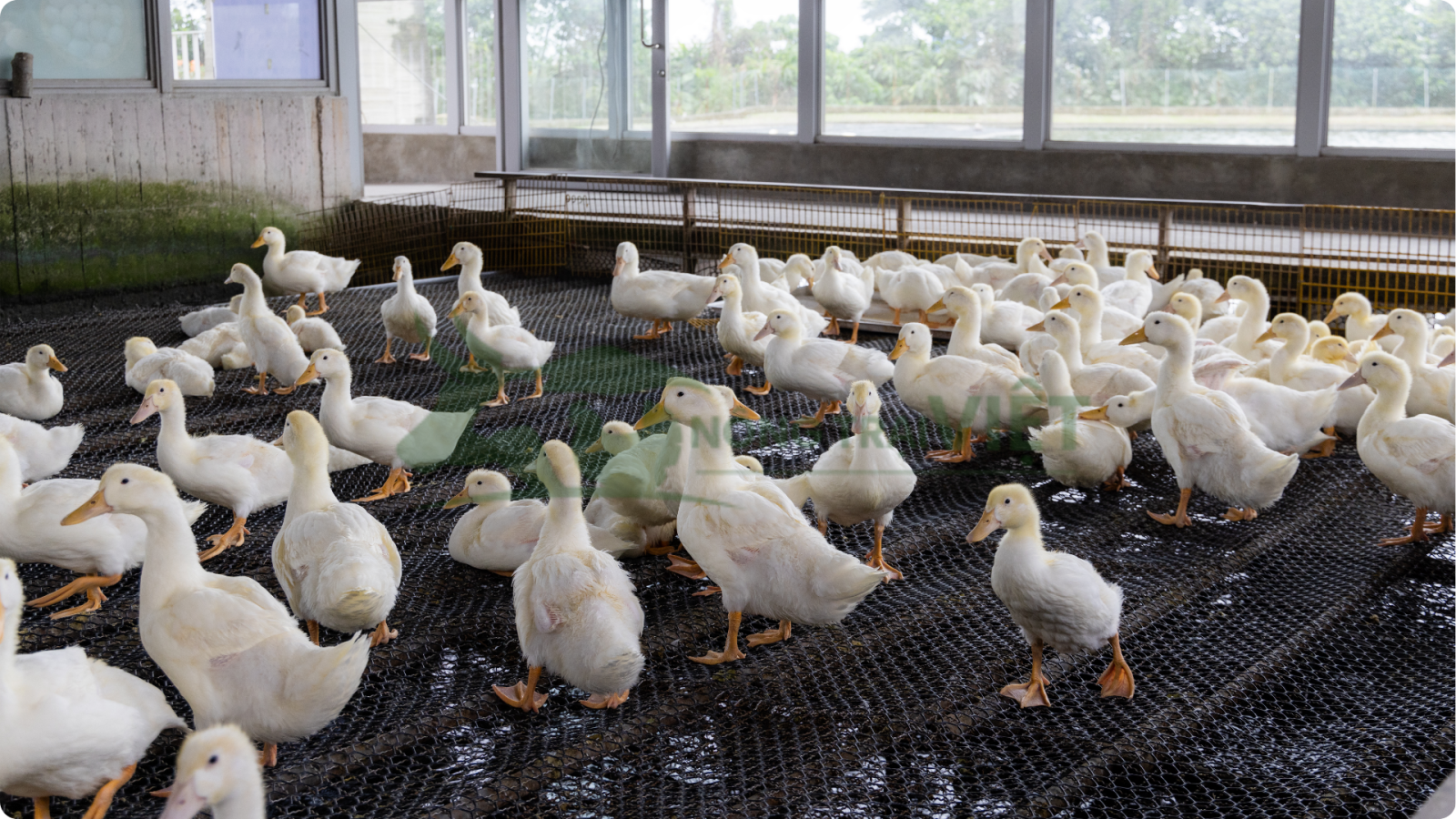 Mô hình chuồng sàn lưới nuôi ngan vịt xiêm sạch sẽ thoáng mát