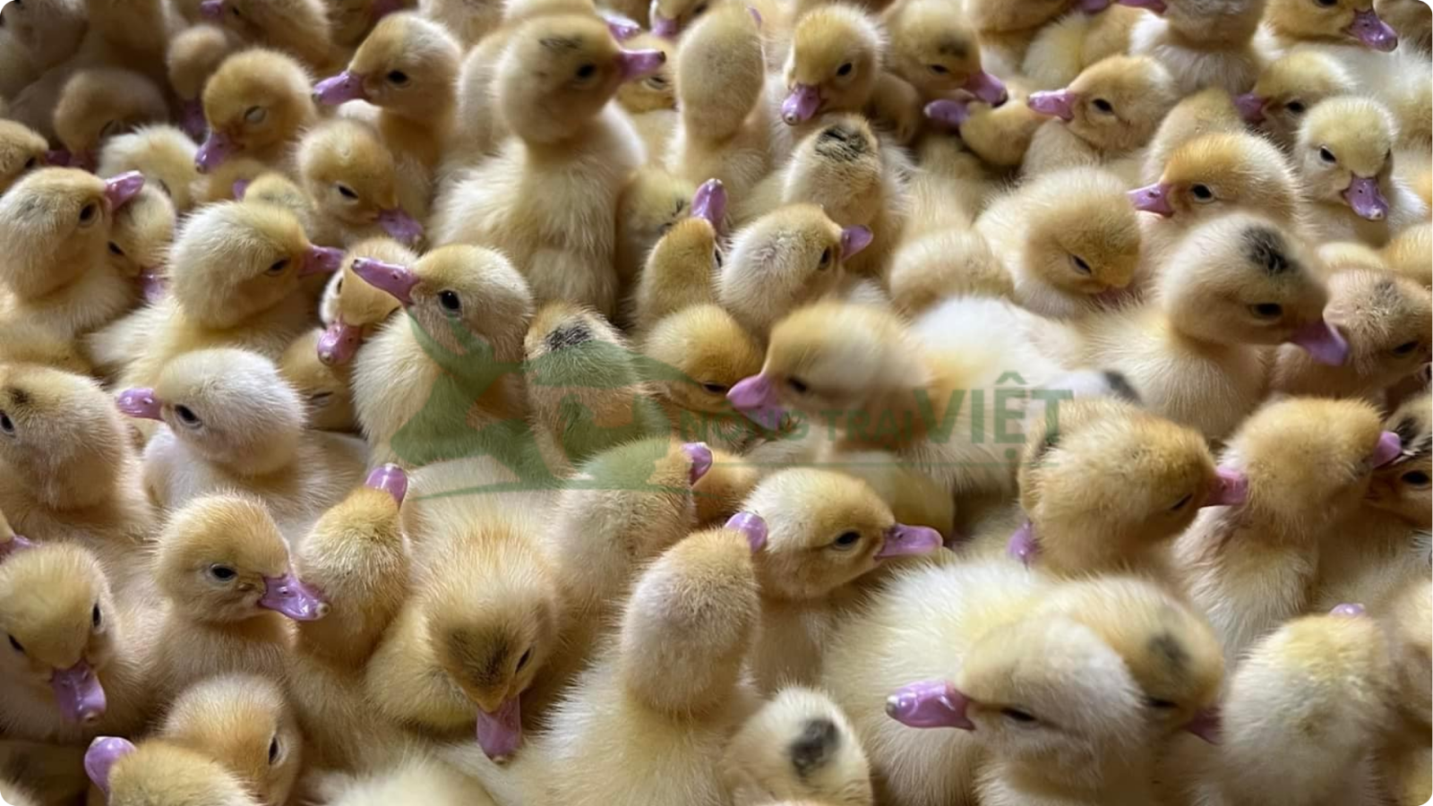 Ngan giống pháp R71 một ngày tuổi khỏe mạnh tại Nông Trại Việt