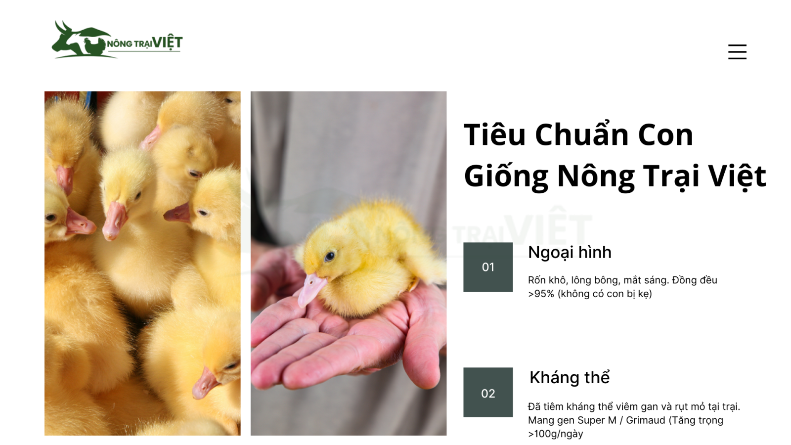 Cận cảnh vịt giống Super M 1 ngày tuổi mắt sáng, lông bông tại Nông Trại Việt Chọn giống vịt siêu thịt