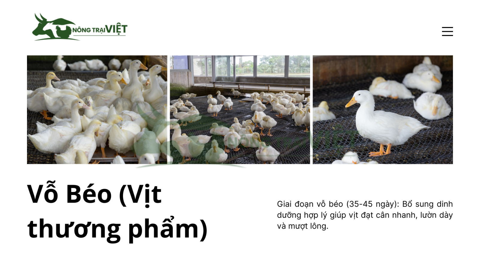 Vỗ béo vịt thịt