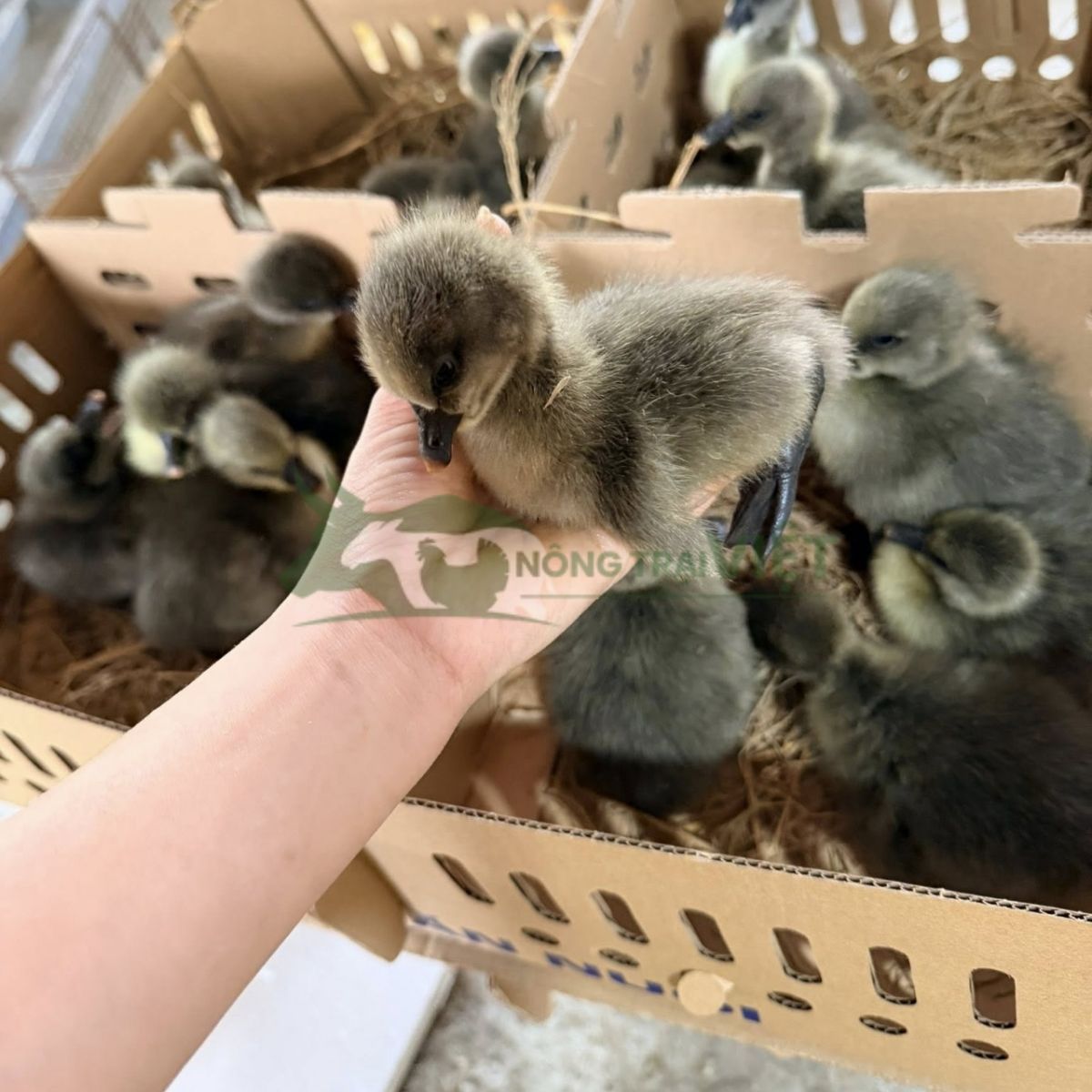 Ngỗng sư tử giống 1 ngày tuổi đã được tiêm phòng tại trại