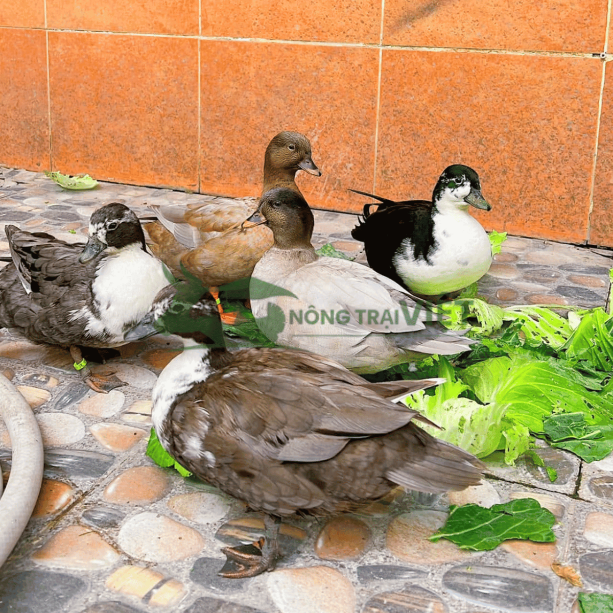 Các màu lông phổ biến của vịt Call Duck