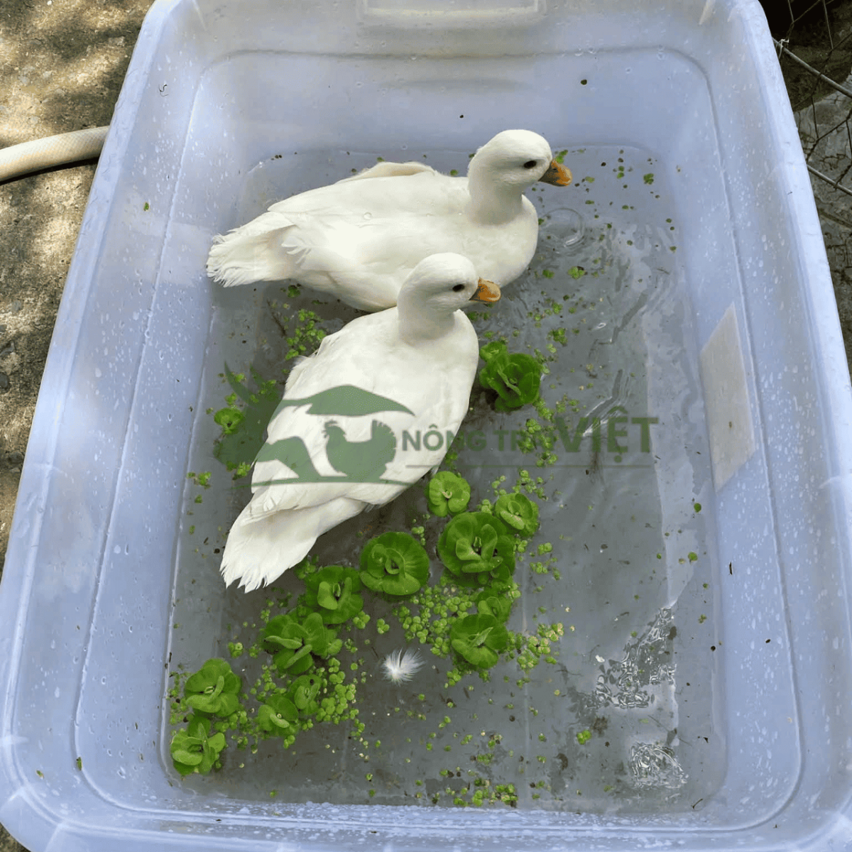 Cặp vịt Call Duck trưởng thành nuôi sinh sản