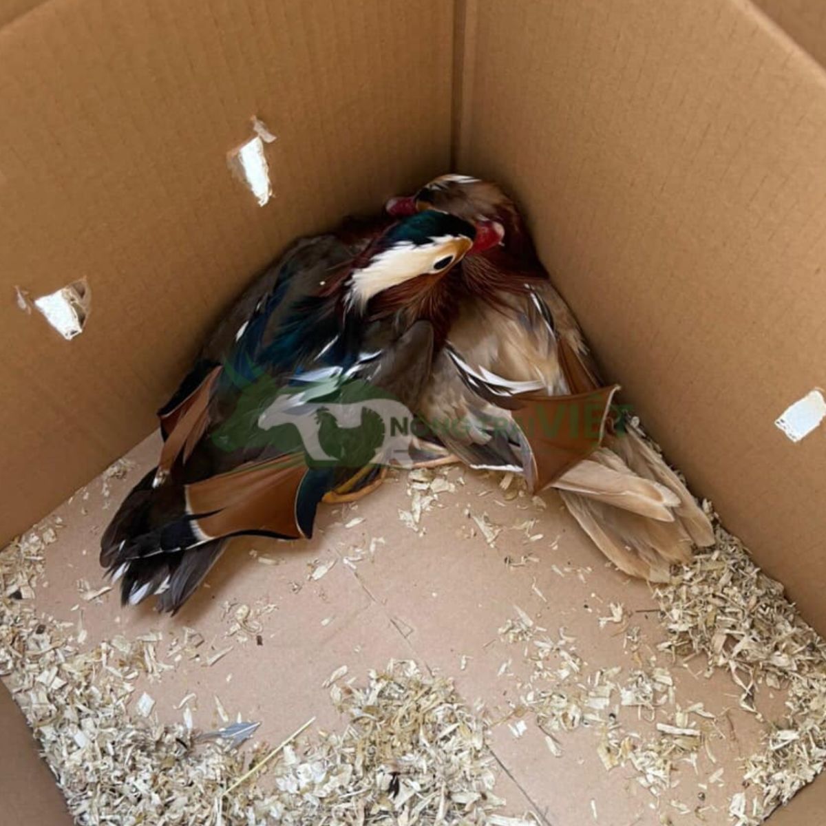 Cặp vịt uyên ương trống mái bơi lội trong hồ nước sinh thái