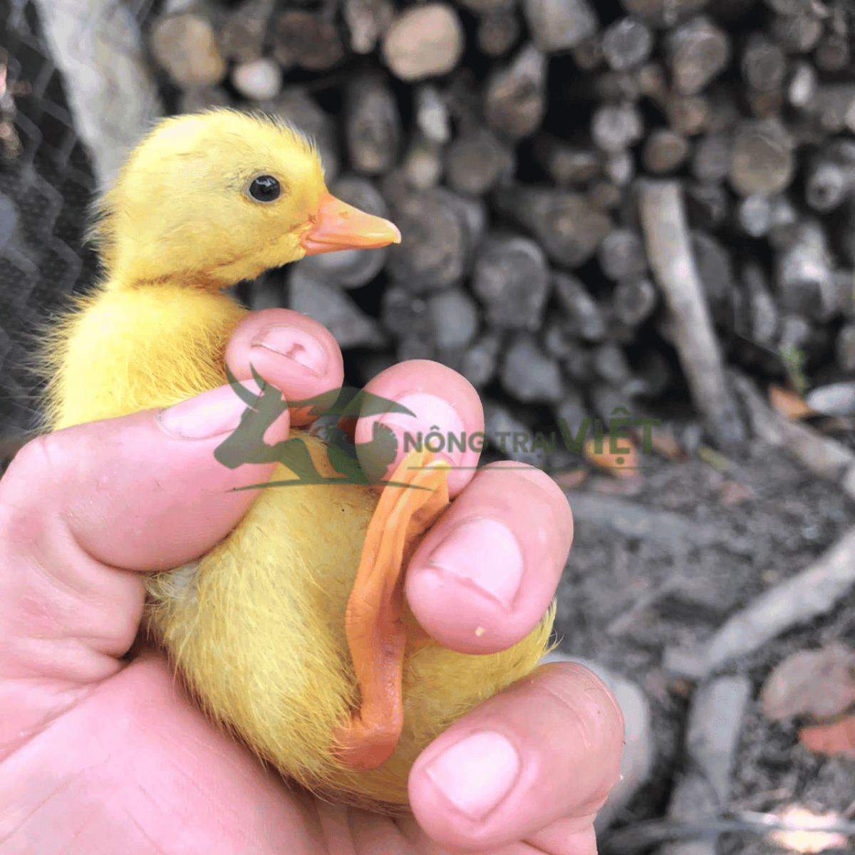 Chọn vịt Call Duck giống khỏe mạnh khi mới bắt đầu nuôi