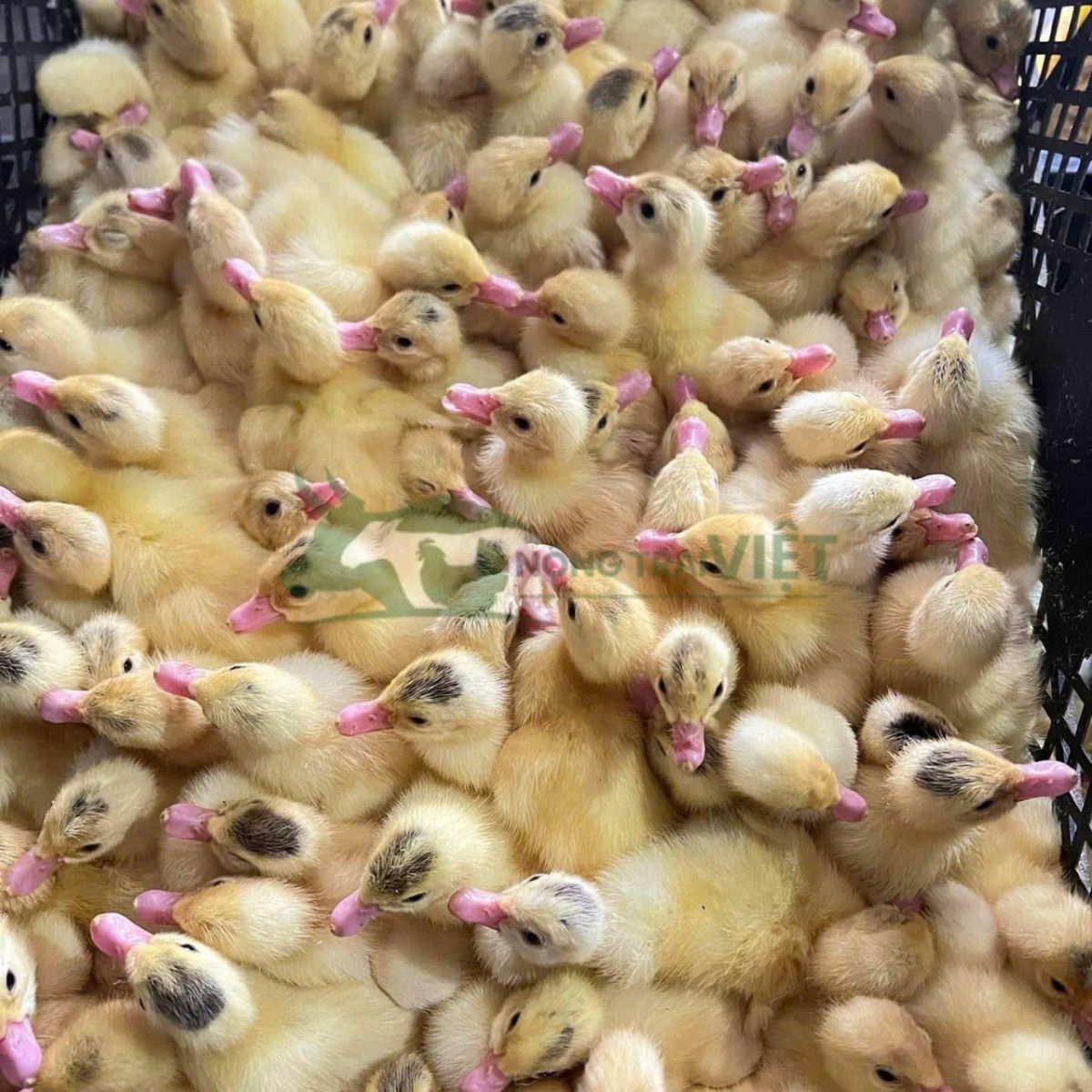 Đàn vịt siêu đẻ giống F1 mắt sáng lông mượt tại Nông Trại Việt