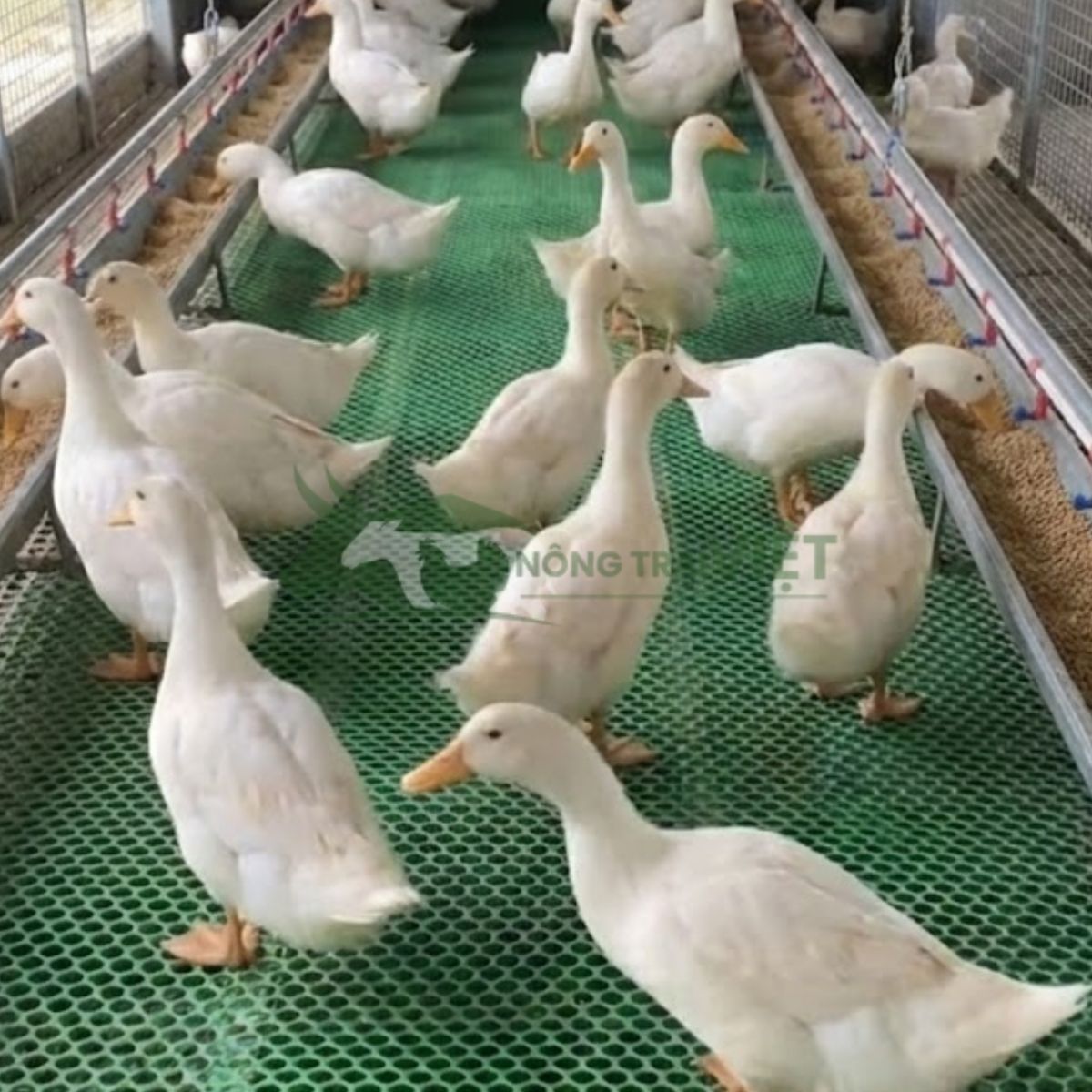 Mô hình nuôi vịt siêu thịt trên sàn lưới giảm thiểu bệnh đường ruột