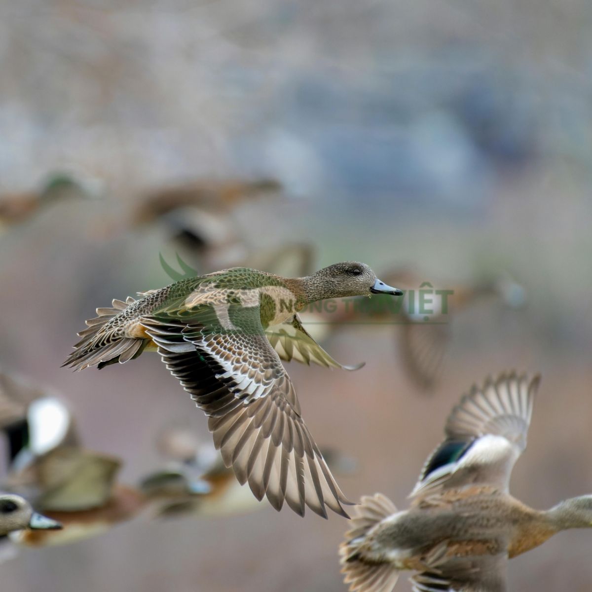 Đàn vịt trời thuần chủng vẫn giữ tập tính bay nhảy nhưng không bỏ đi