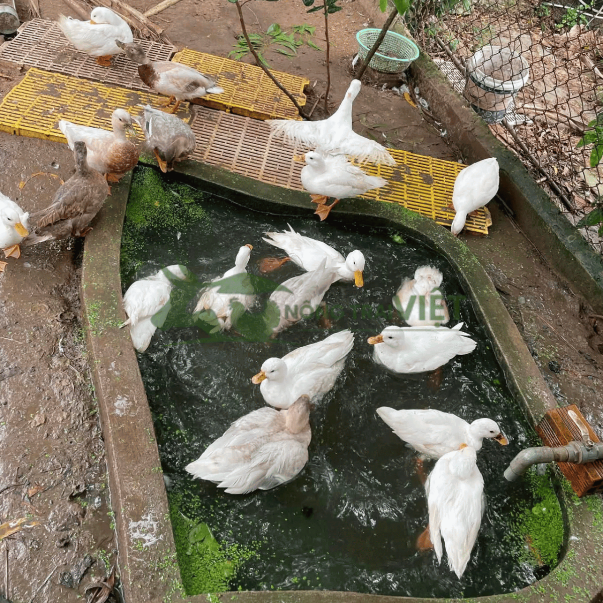 Chăm sóc vịt Call Duck đúng cách từ những ngày đầu