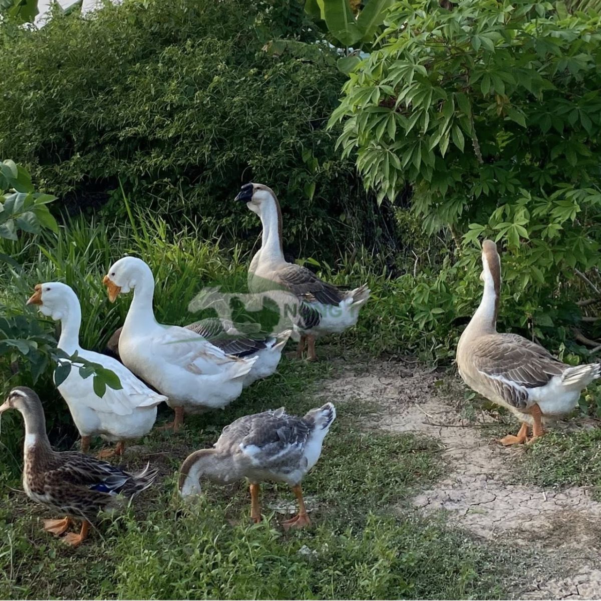 Mô hình chăn thả ngỗng tận dụng nguồn thức ăn tự nhiên