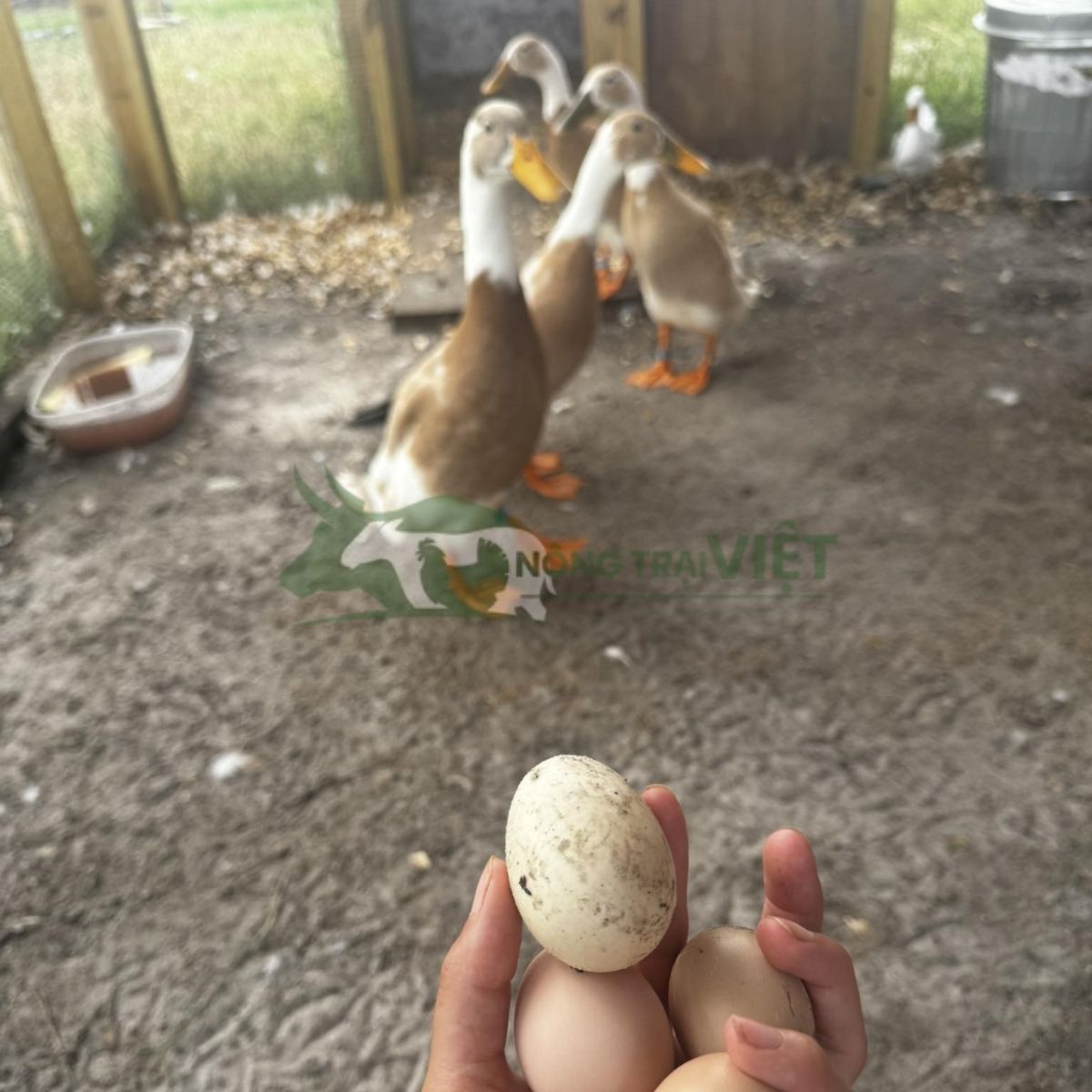Mô hình nuôi vịt siêu đẻ thu hoạch trứng mỗi ngày mang lại lợi nhuận cao