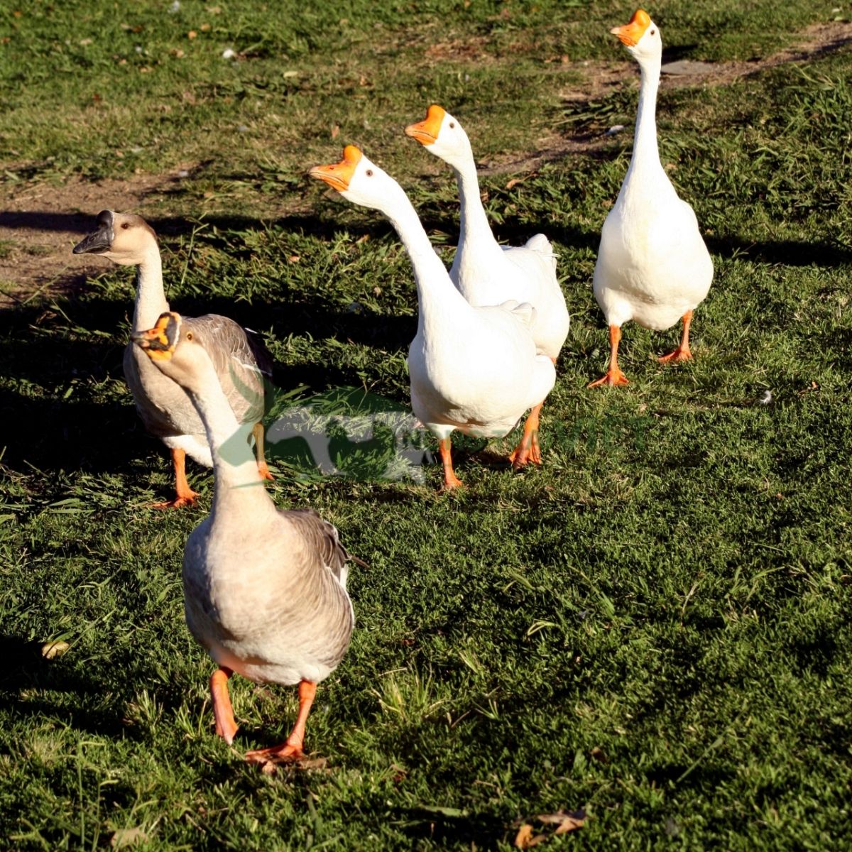 Ngỗng sư tử với dáng đi uy nghi kiếm ăn trên đồng cỏ tự nhiên