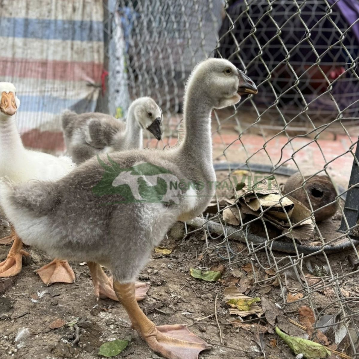 Ngỗng sư tử con giống chuẩn mào to chân to tại Nông Trại Việt