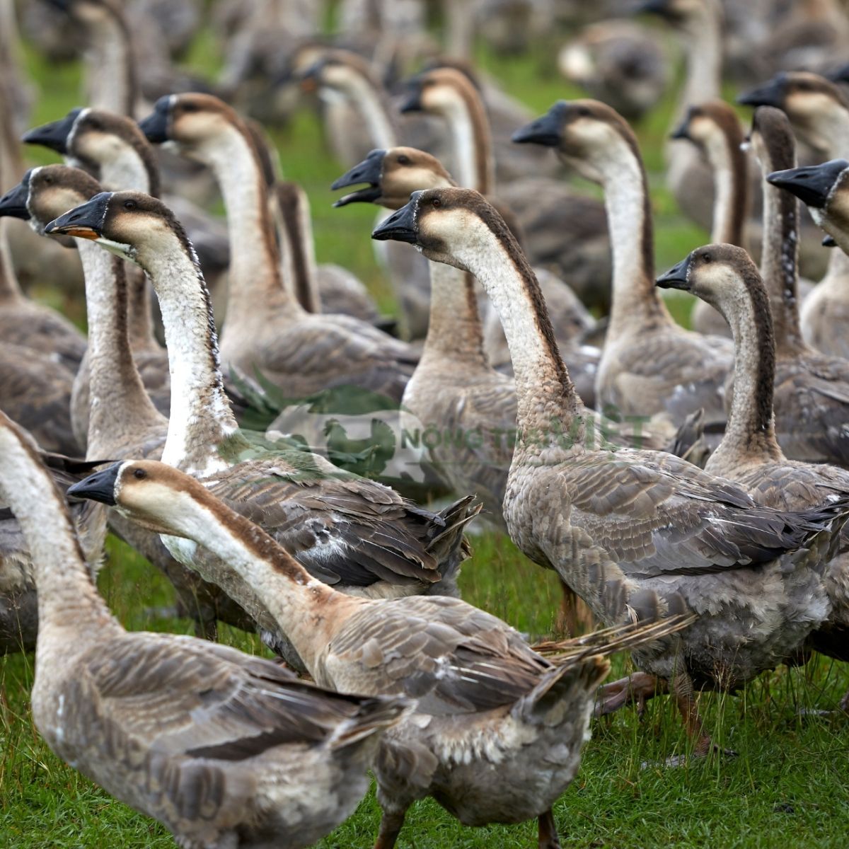 Đàn ngỗng Hà Nam nuôi thương phẩm lớn nhanh đồng đều