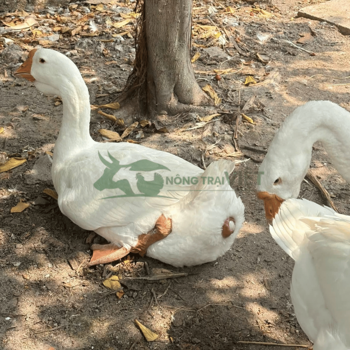 Ngỗng sư tử mái chuẩn bị vào ổ đẻ