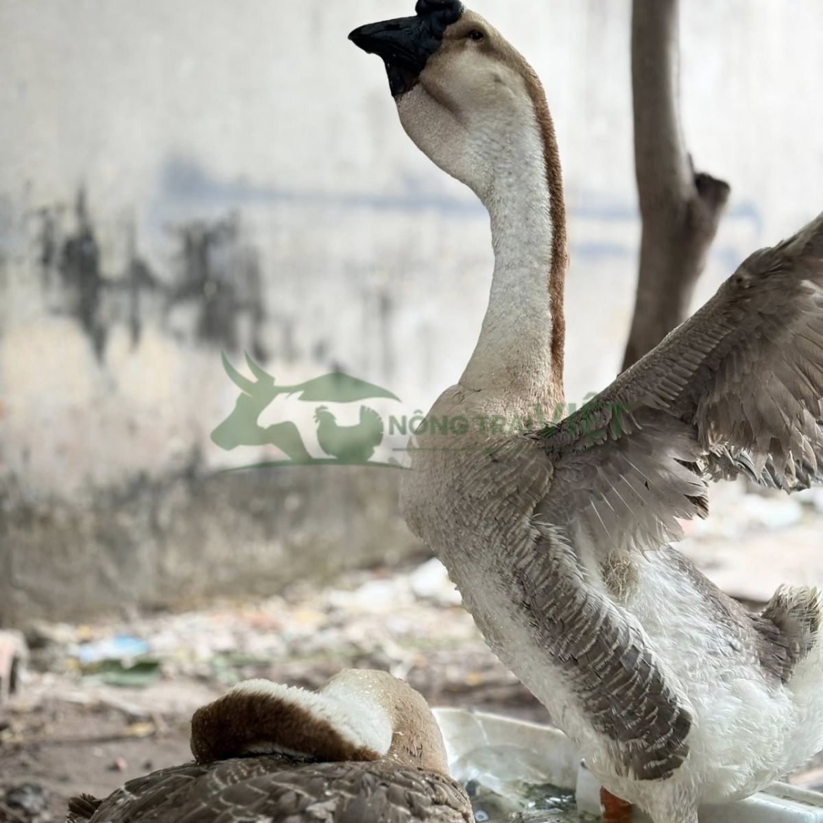 Cận cảnh đầu và bờm của ngỗng sư tử thuần chủng size khủng