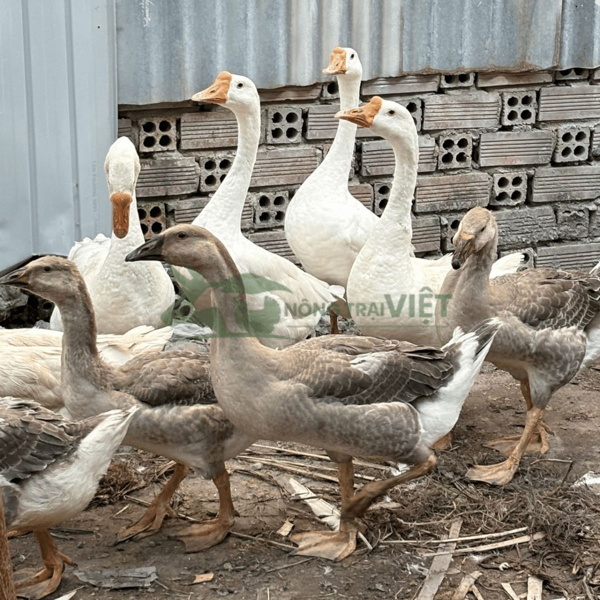 Ngỗng sư tử thuần giống và ngỗng Sư Tử Hà Nam giống