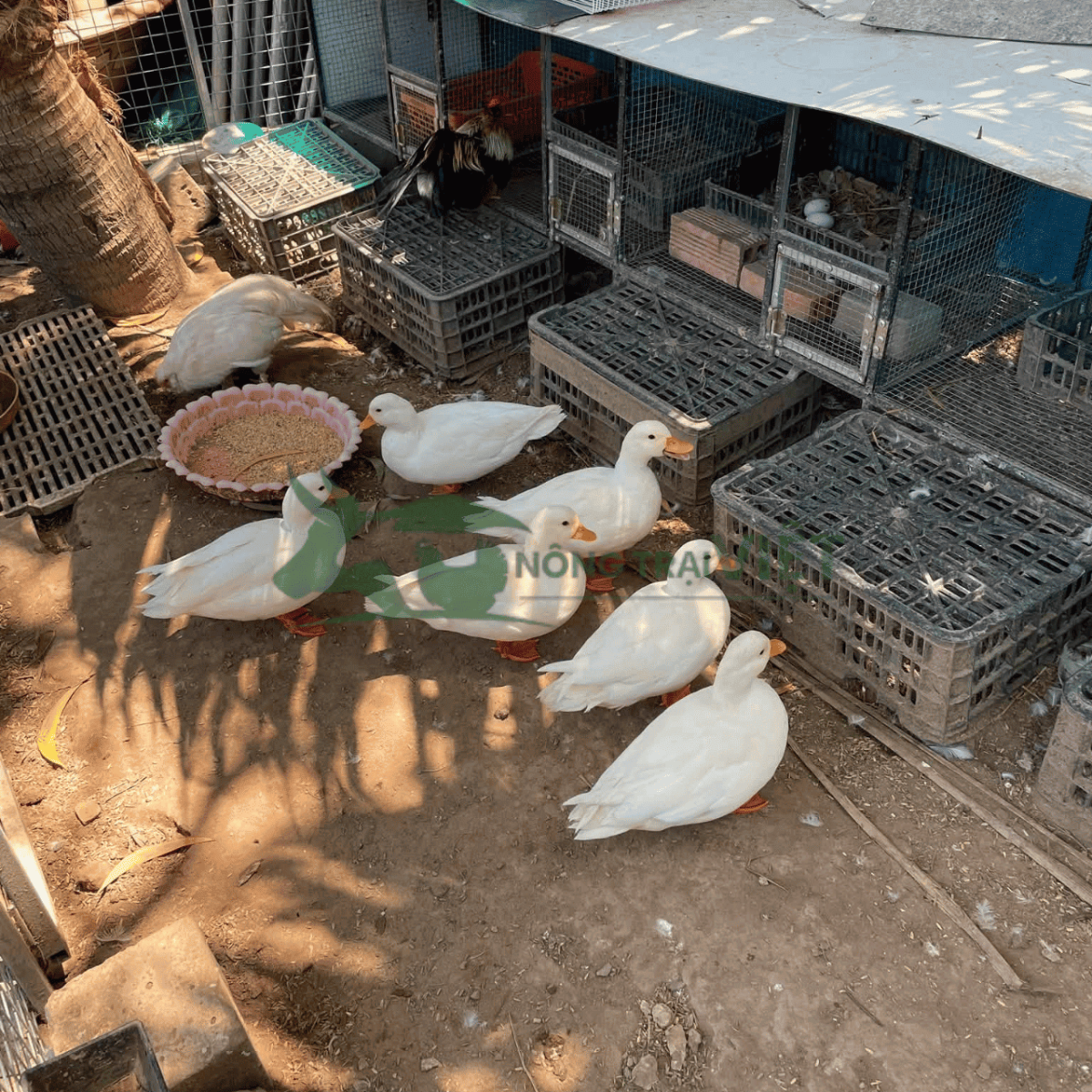 Những sai lầm thường gặp khi mới nuôi vịt Call Duck