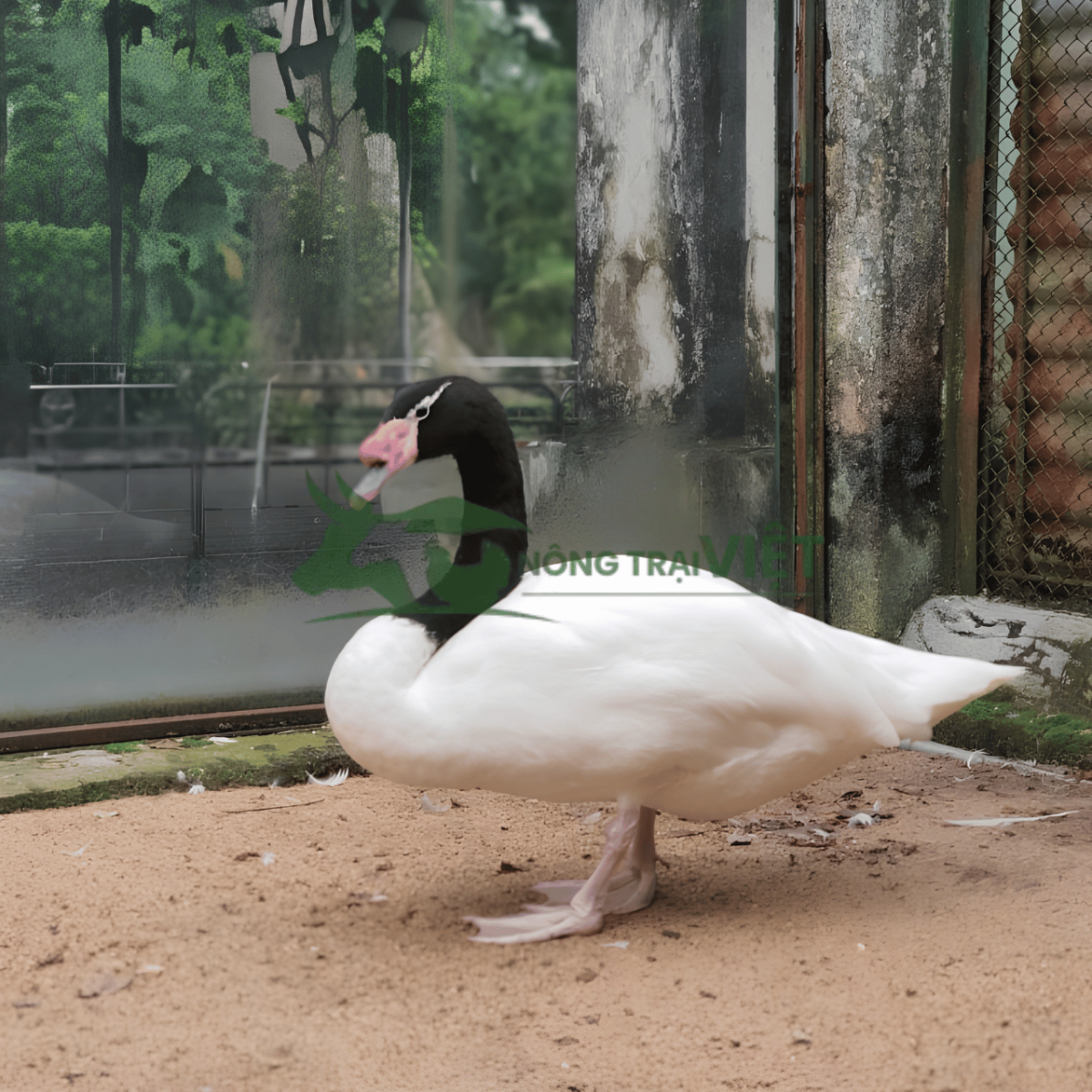 Thiên nga cổ đen trưởng thành trong khu nuôi cảnh