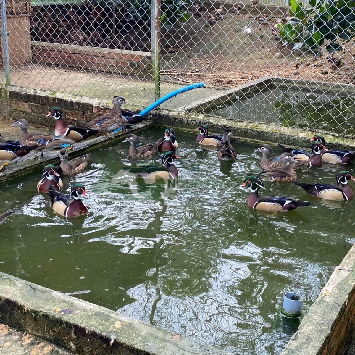 Mô hình chuồng lưới Aviary nuôi vịt uyên ương có hồ nước và cây xanh