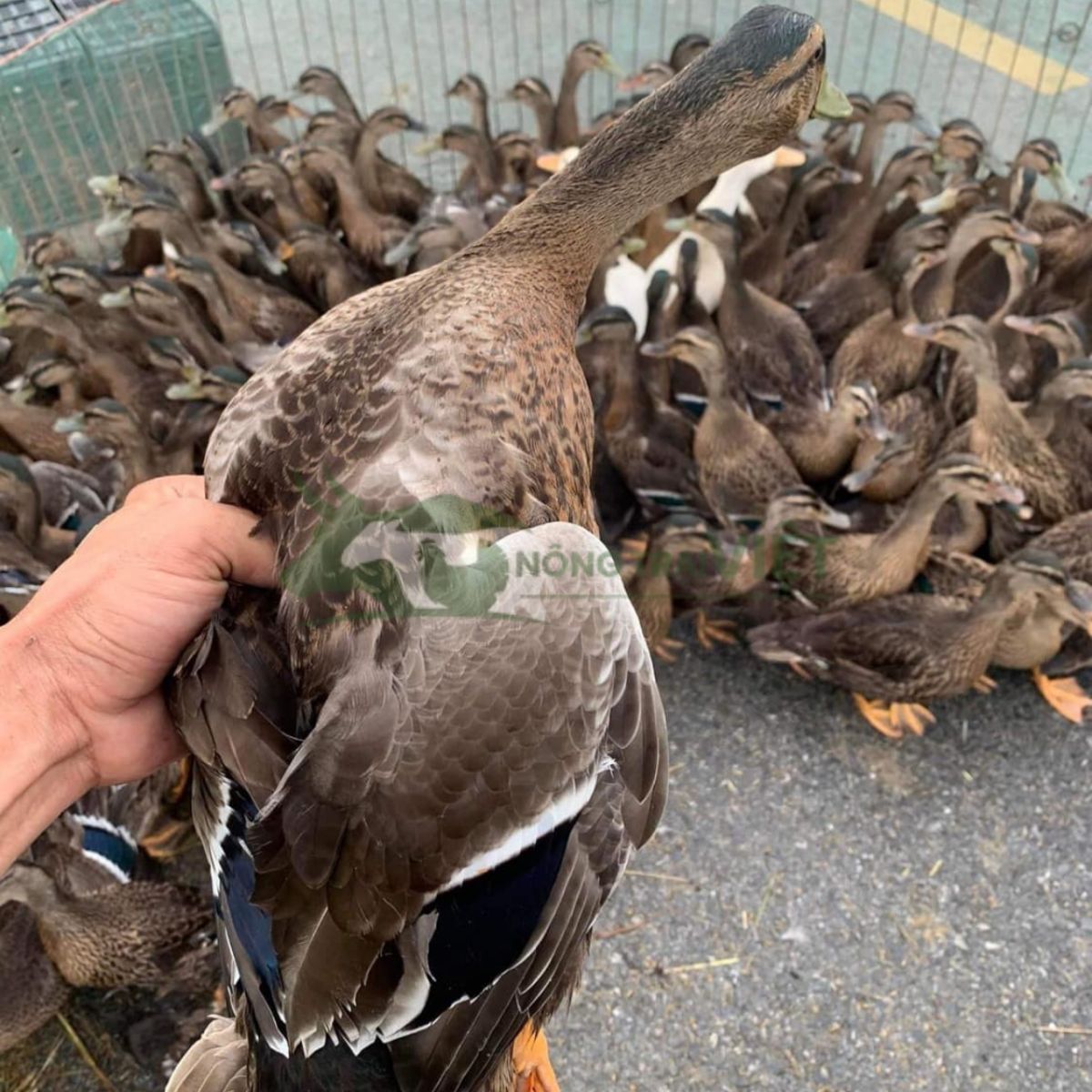 Mẹt thịt vịt trời hấp dẫn với thớ thịt đỏ và da mỏng không mỡ