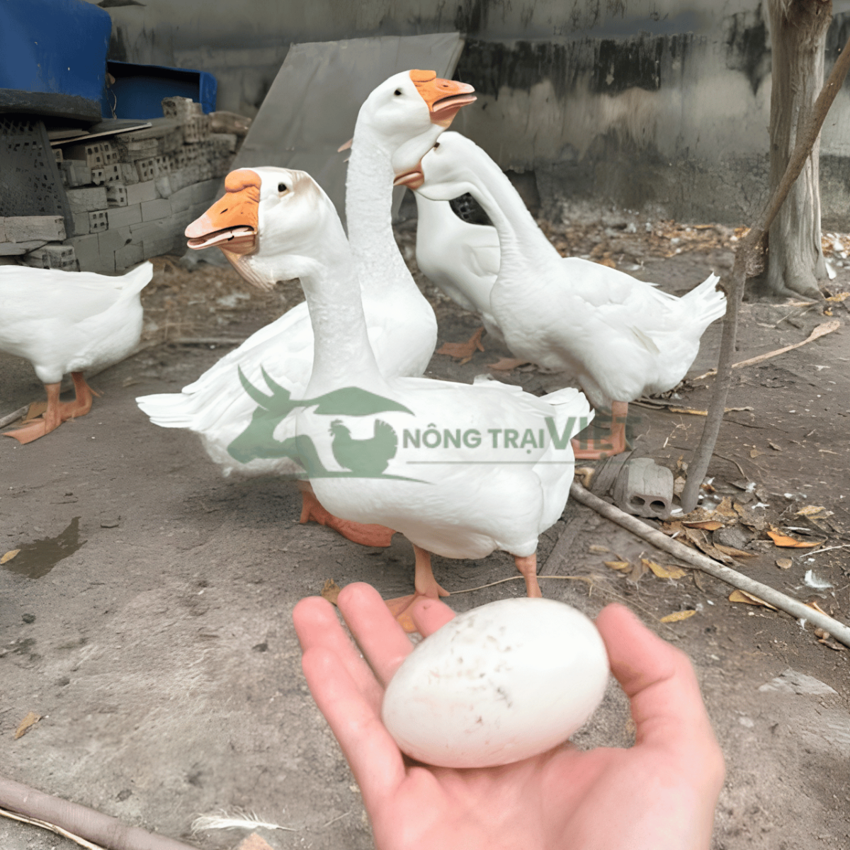 Thu trứng ngỗng sư tử trong mùa sinh sản