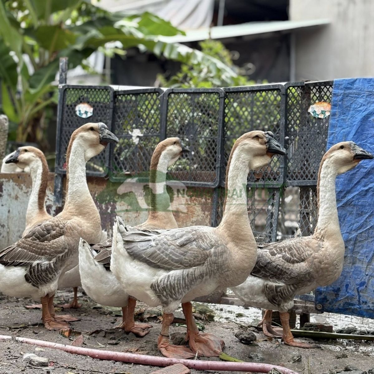 Vẻ đẹp dũng mãnh của ngỗng sư tử thuần chủng bờm to dáng đi bệ vệ