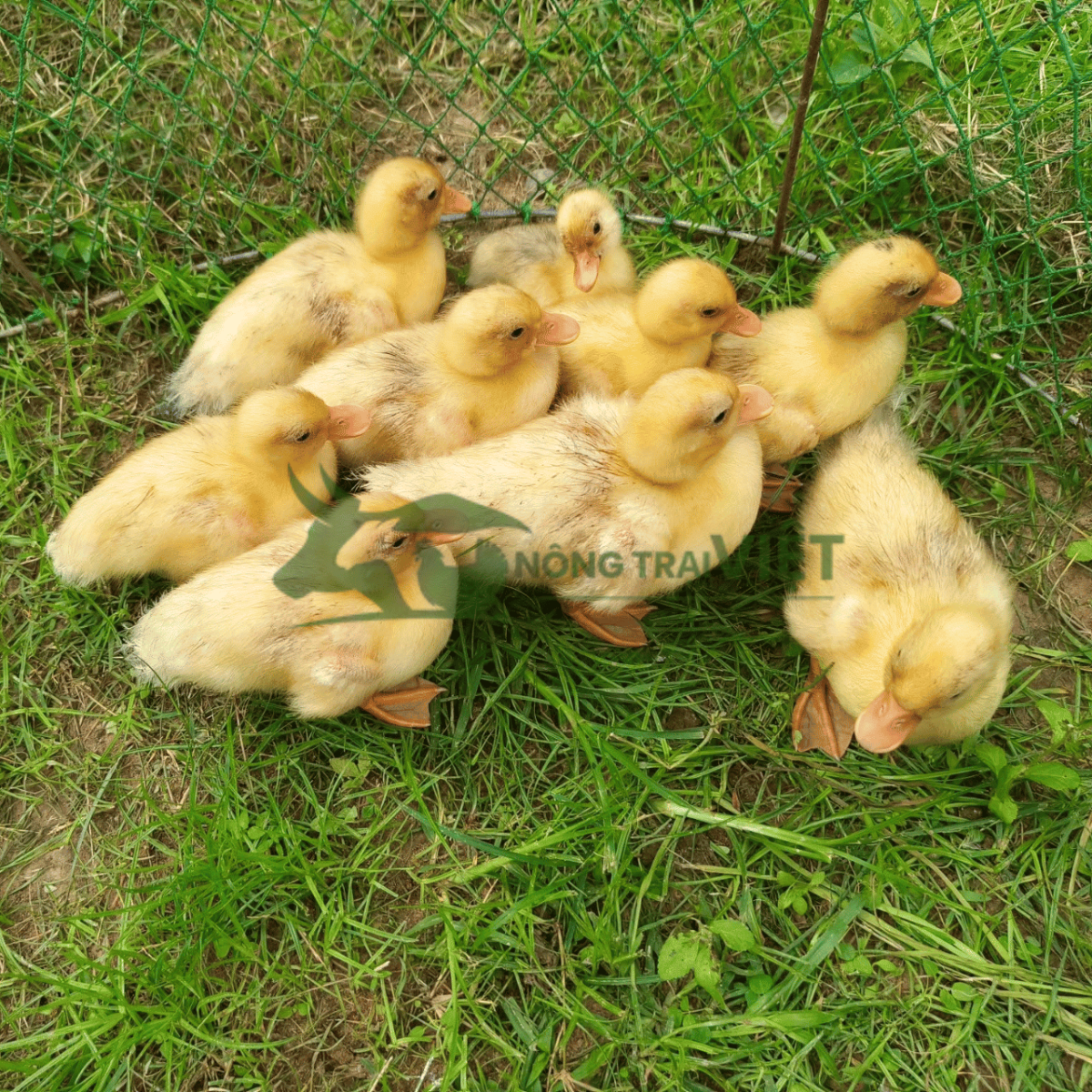 Vịt Call Duck giống nhỏ nhắn nhiều màu sắc