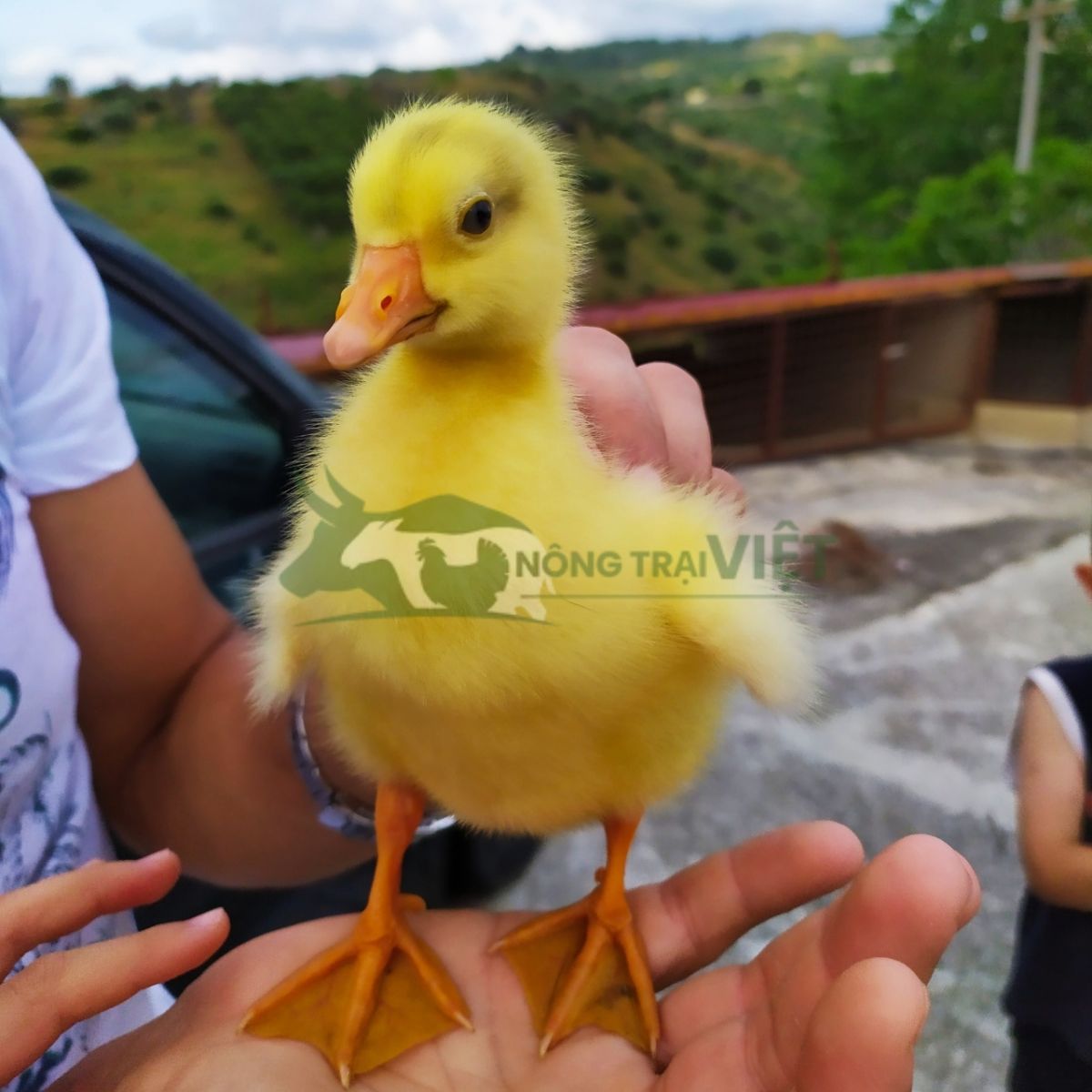 Vịt siêu thịt giống F1 lông bông vàng chân mập mạp tại trại
