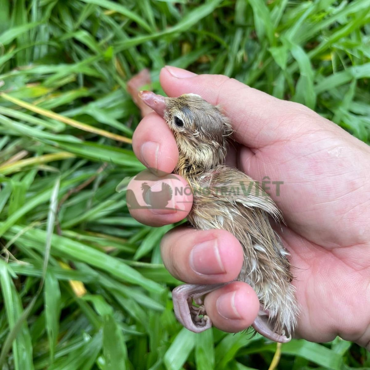 Đàn vịt uyên ương con mới nở khỏe mạnh