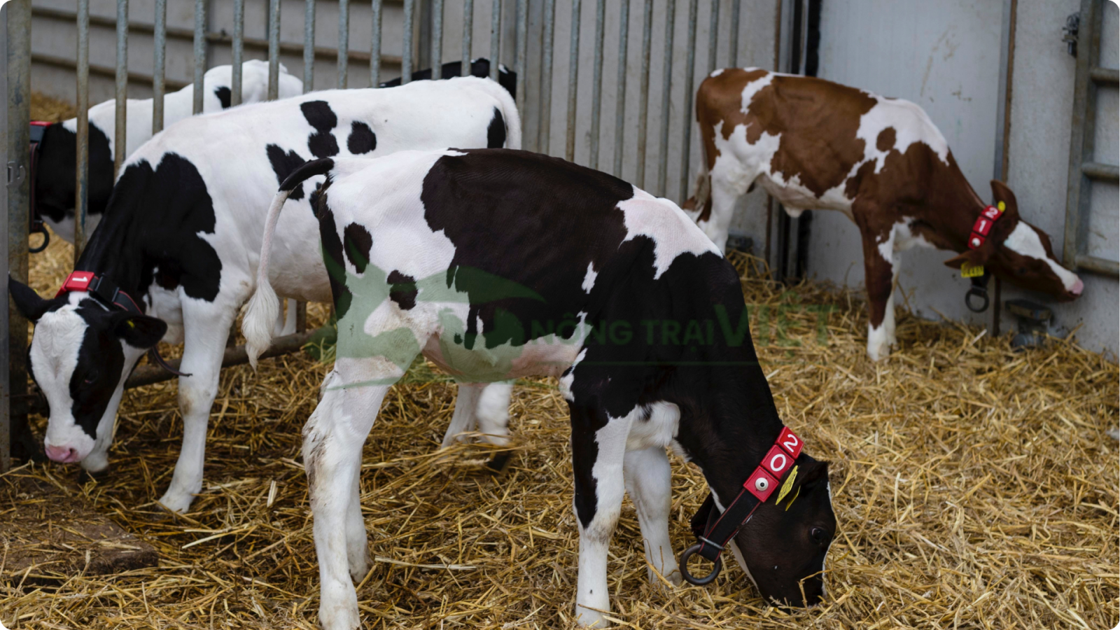 Bê cái hướng sữa HF 3 tháng tuổi khỏe mạnh