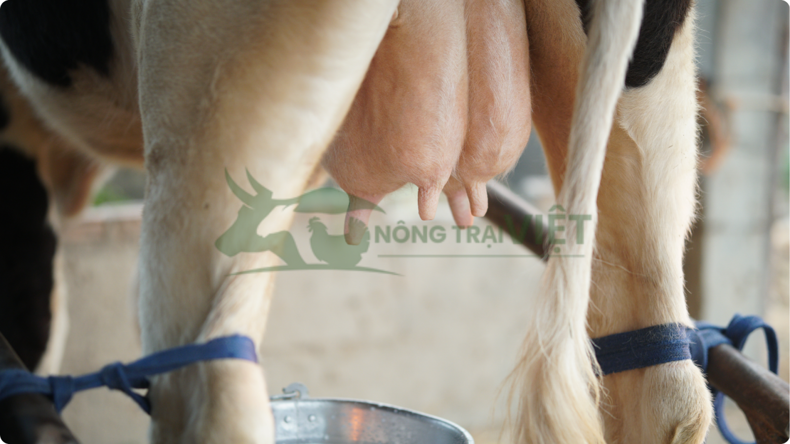 Bò sữa giống HF tại Nông Trại Việt với bầu vú treo cao kháng viêm tốt