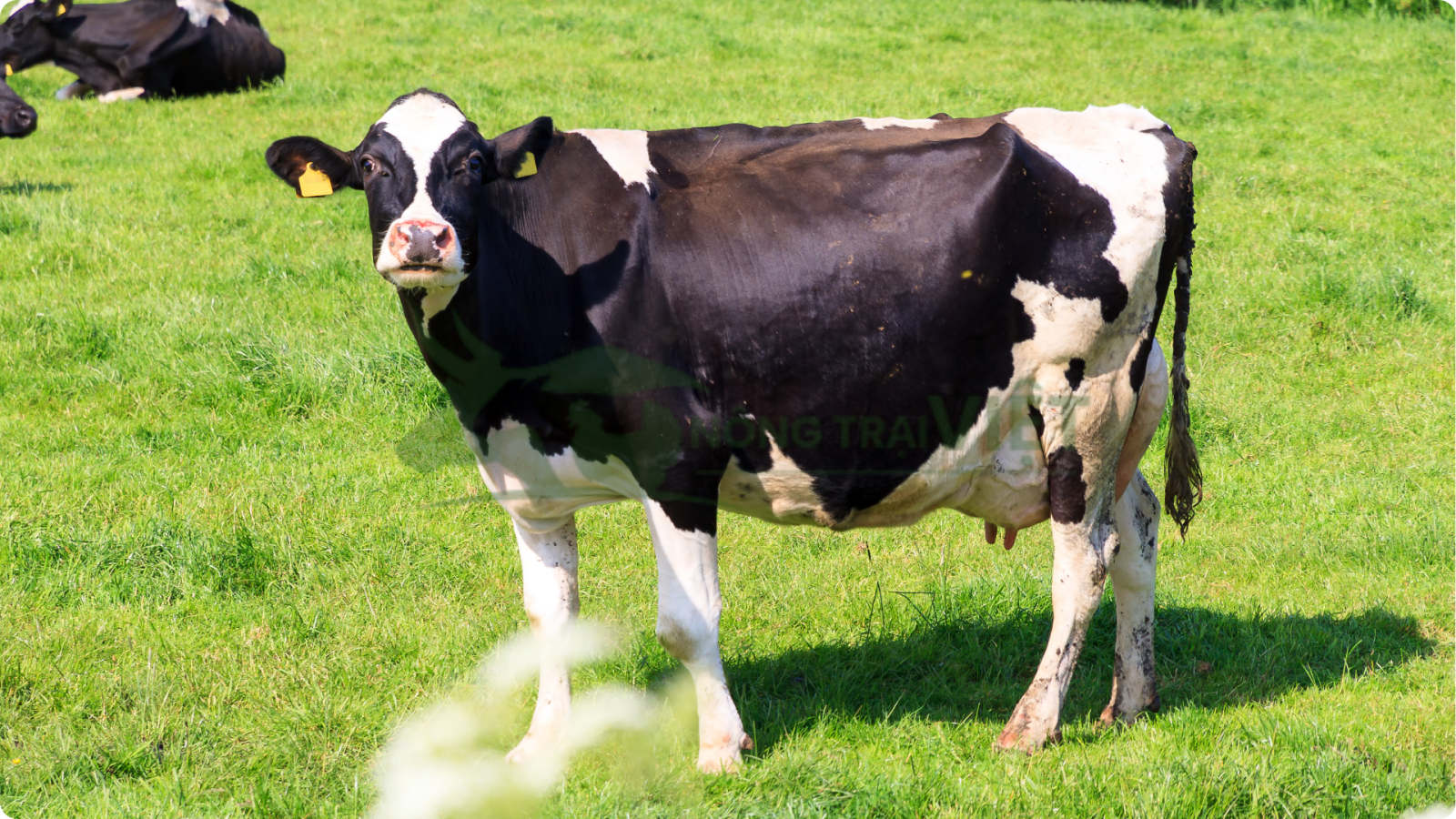 Bò sữa giống HF siêu cao sản bầu sữa lớn tại Nông Trại Việt