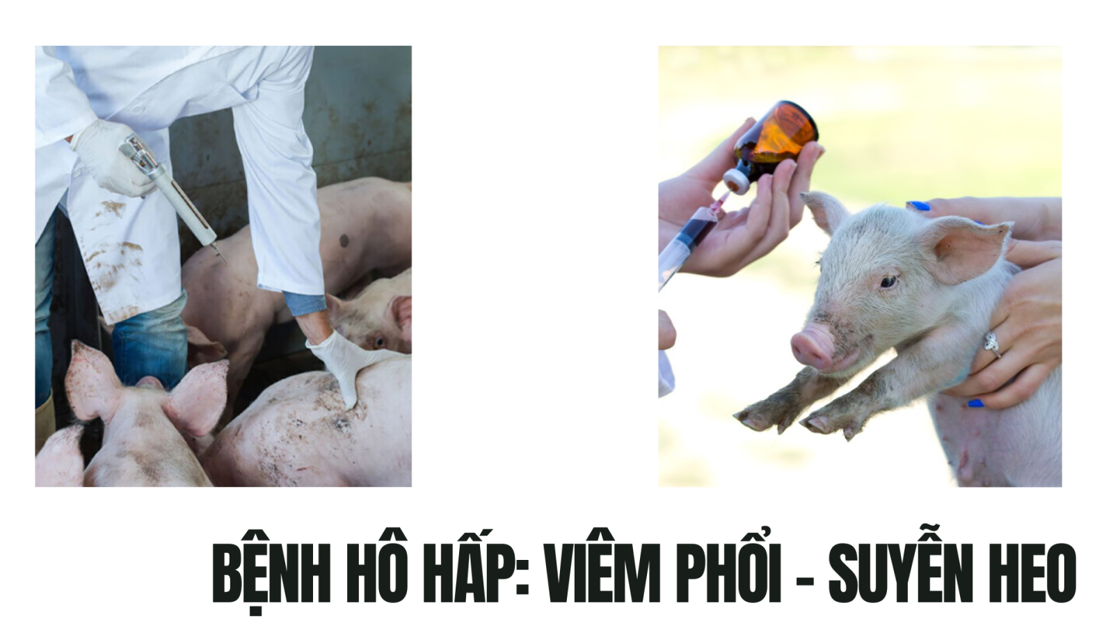 Các bệnh thường gặp trên heo