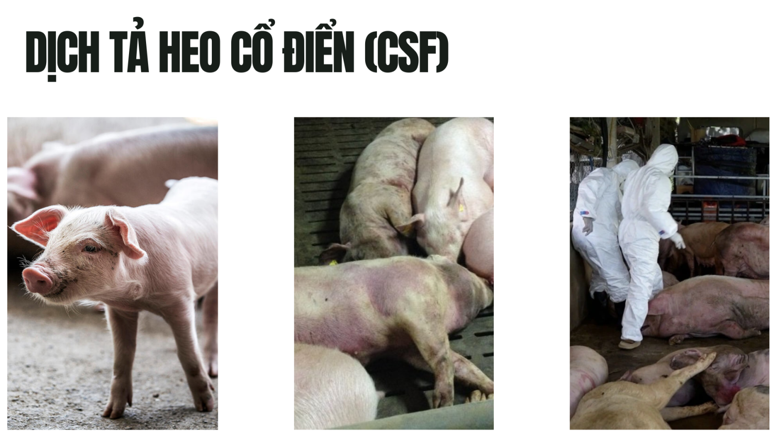 Các bệnh thường gặp trên heo