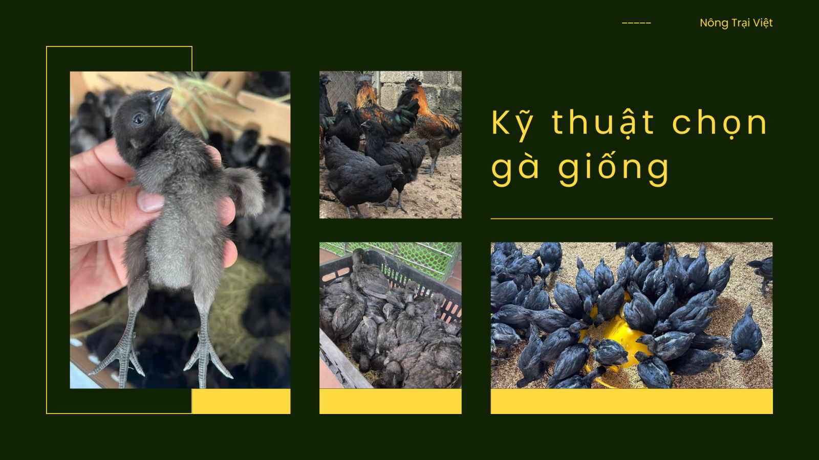 Kỹ thuật chọn gà giống - Nông Trại Việt