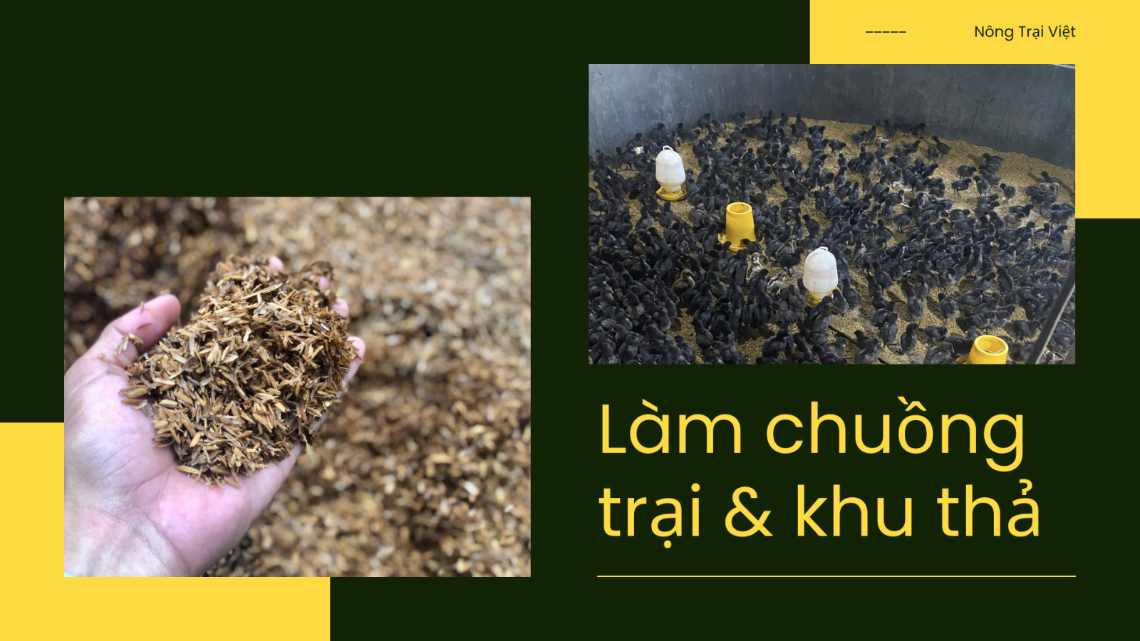 Kỹ thuật nuôi gà H'Mông - Nông Trại Việt