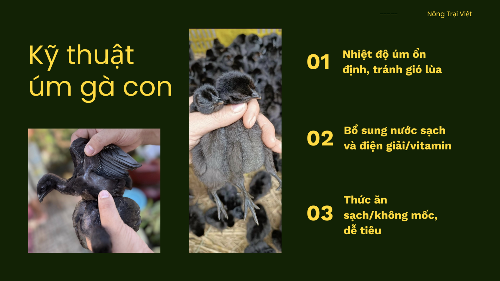 Kỹ thuật nuôi gà H'Mông - Nông Trại Việt