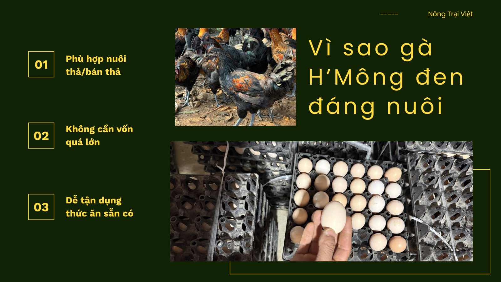 Kỹ thuật nuôi gà H'Mông - Nông Trại Việt